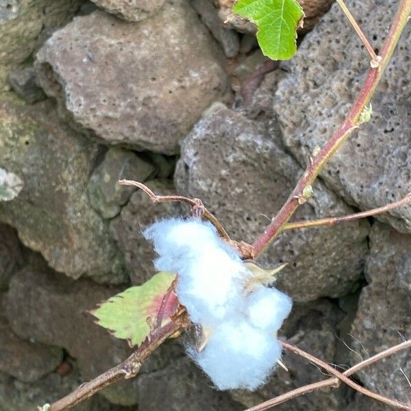 Gossypium hirsutum Fruit