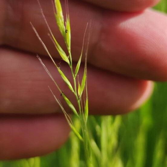 Festuca bromoides Flower