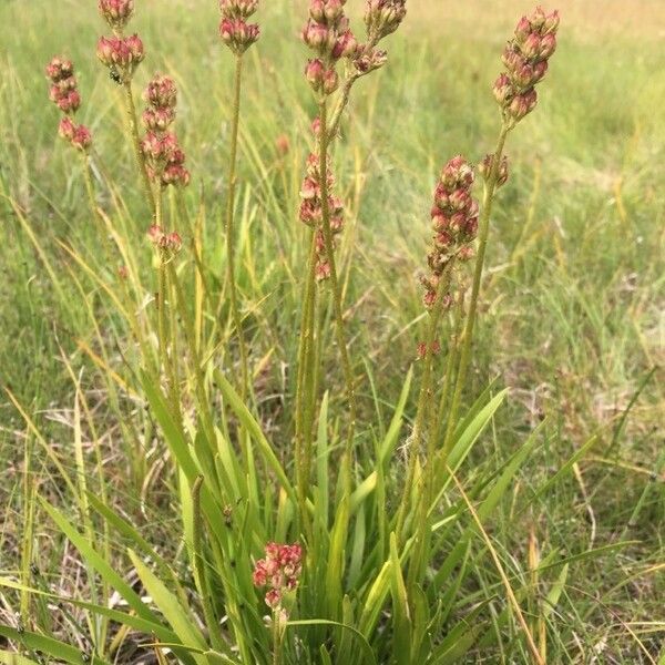 Triantha glutinosa Fleur