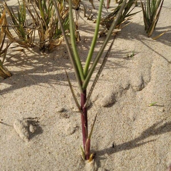 Distichlis spicata Foglia