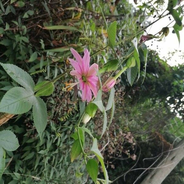 Passiflora tripartita Квітка