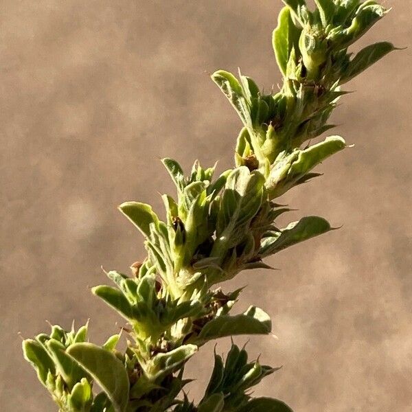 Amaranthus albus Lapas