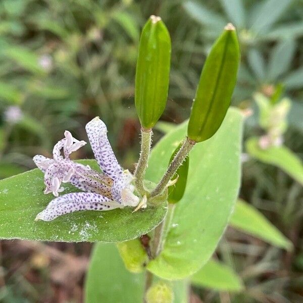 Tricyrtis maculata Плод