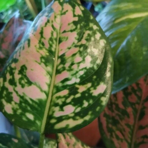 Caladium bicolor Blad