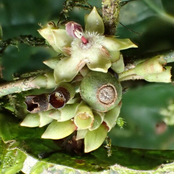 Aidia micrantha Flower