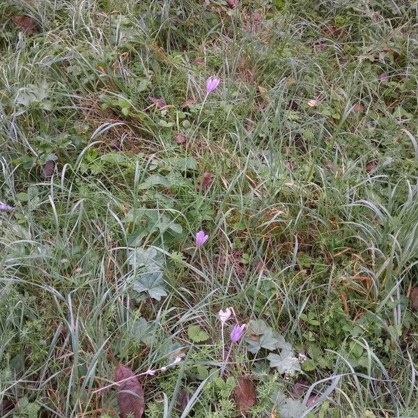 Colchicum multiflorum Celota