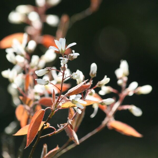 Amelanchier asiatica 花