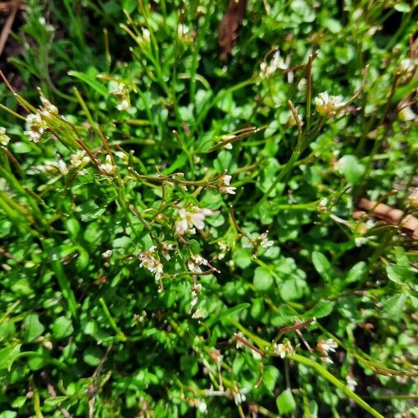 Cardamine parviflora Blomst