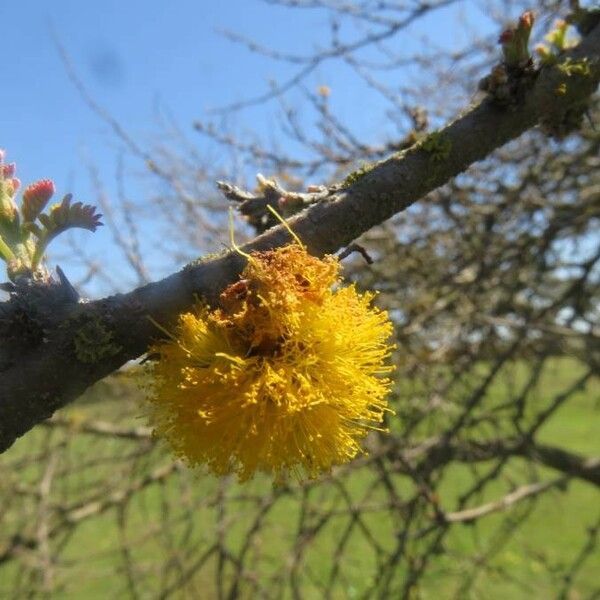 Vachellia caven Kukka