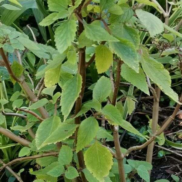 Plectranthus fruticosus Habit