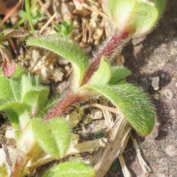 Cerastium semidecandrum Bark