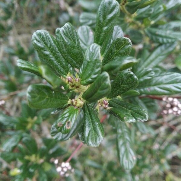 Ceanothus thyrsiflorus 叶