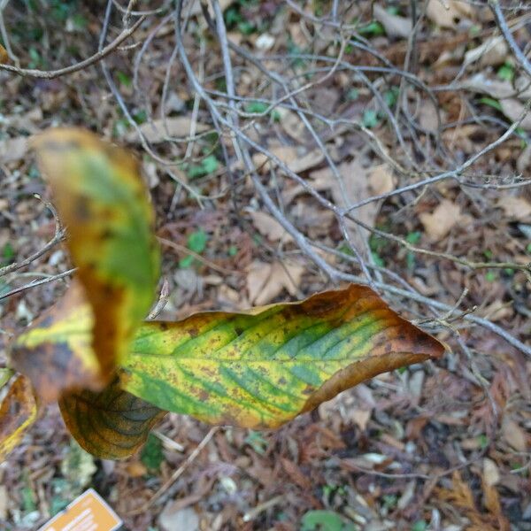 Clethra alnifolia List