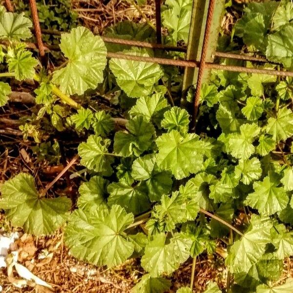 Malva sylvestris Habit