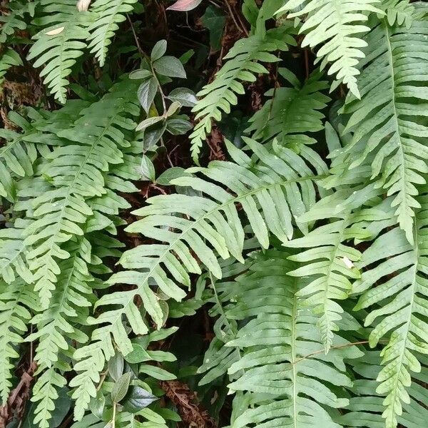 Polypodium vulgare ശീലം