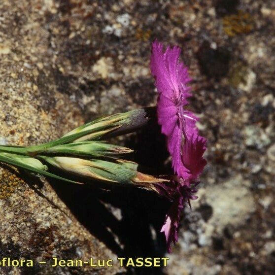 Dianthus scaber Floro