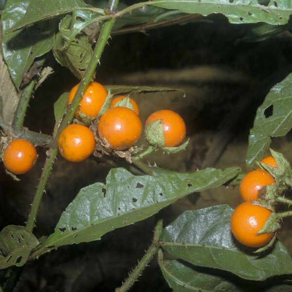 Solanum leucopogon Плод