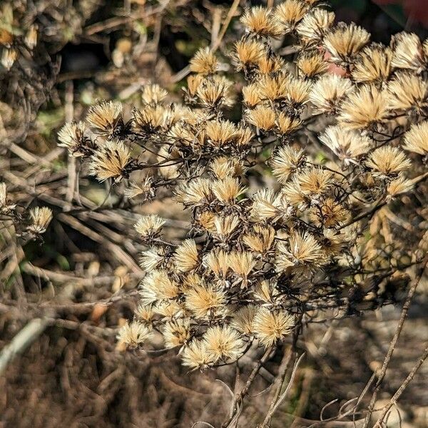 Galatella linosyris फल