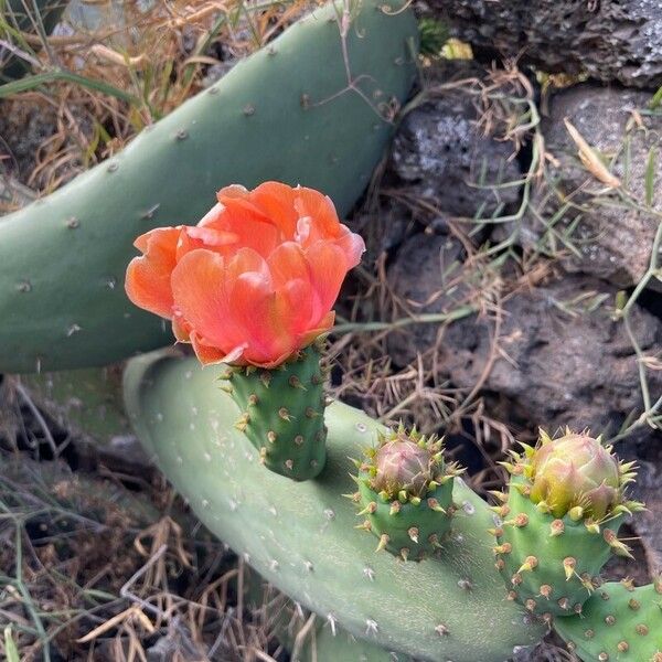 Opuntia tomentosa Flower