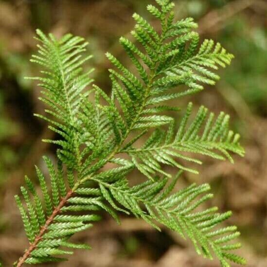 Dacrycarpus vieillardii Leaf