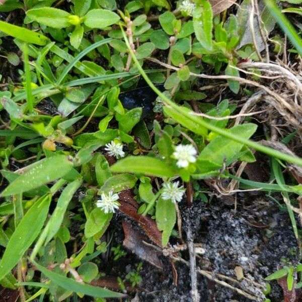 Eclipta prostrata Flower