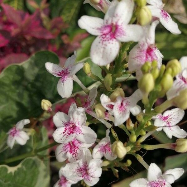 Pseuderanthemum maculatum ᱵᱟᱦᱟ