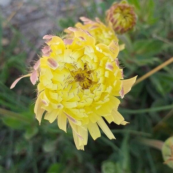 Urospermum dalechampii Flor