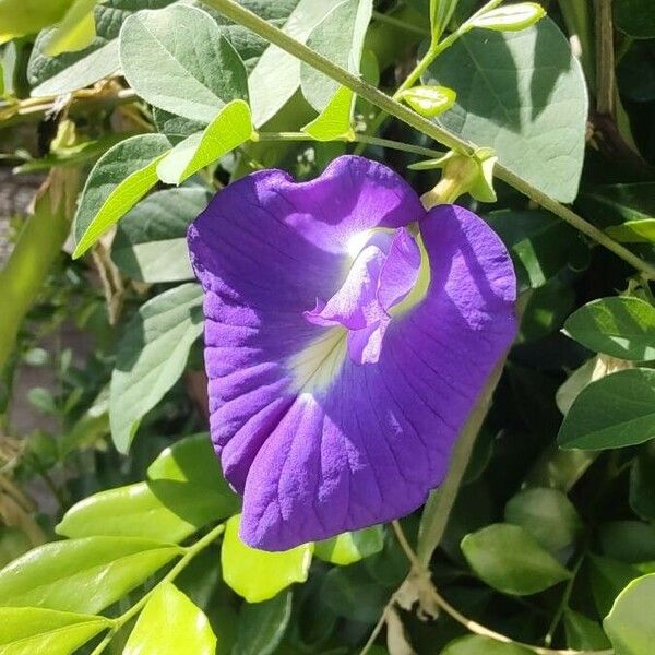 Clitoria ternatea Flower