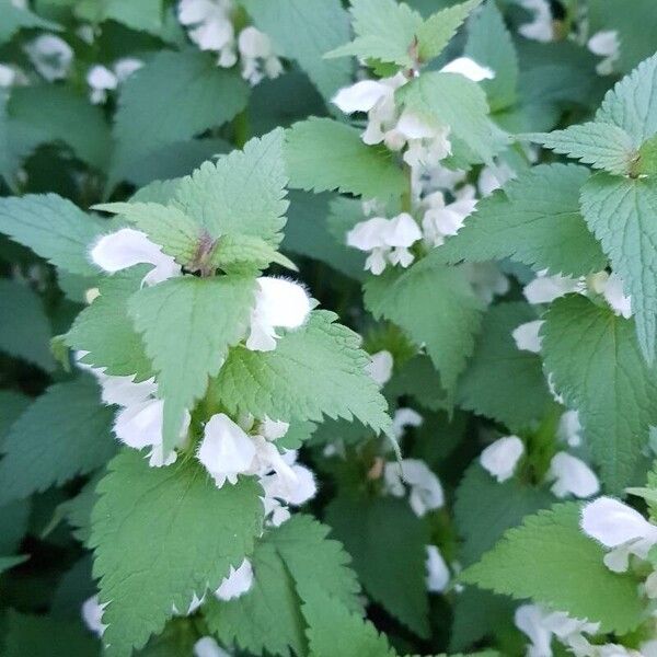 Lamium album 花