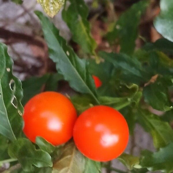 Solanum pseudocapsicum 果実