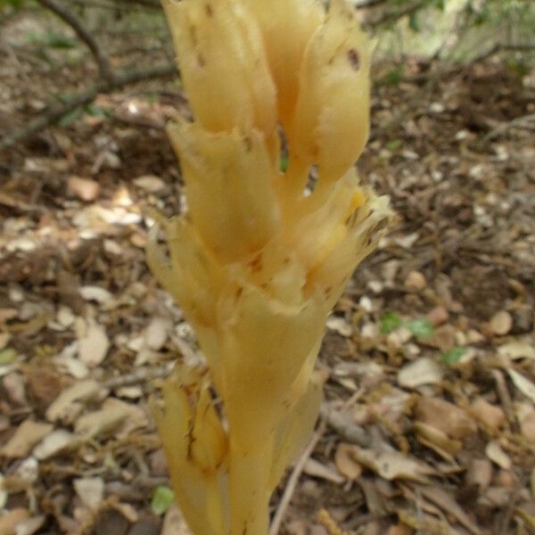 Monotropa hypopitys Habit