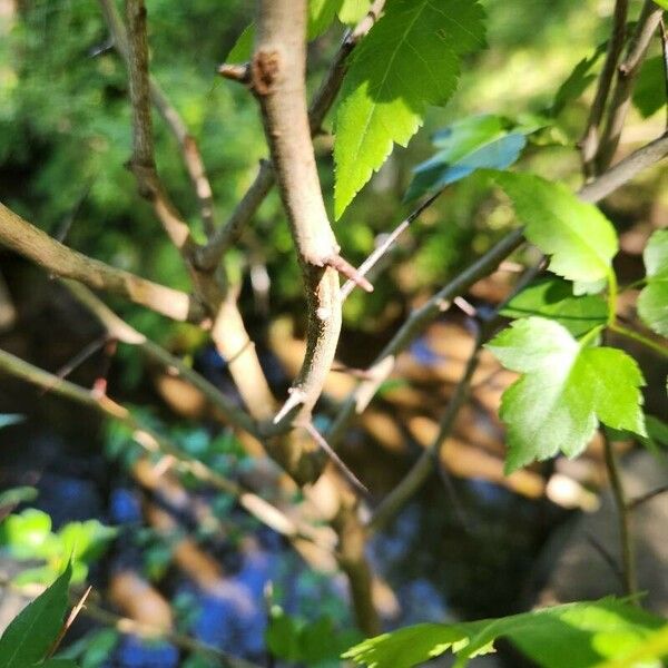 Crataegus phaenopyrum Rusca