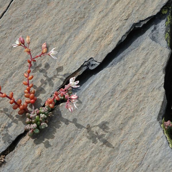 Sedum brevifolium Flower