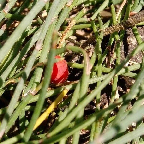 Ephedra monosperma Плід