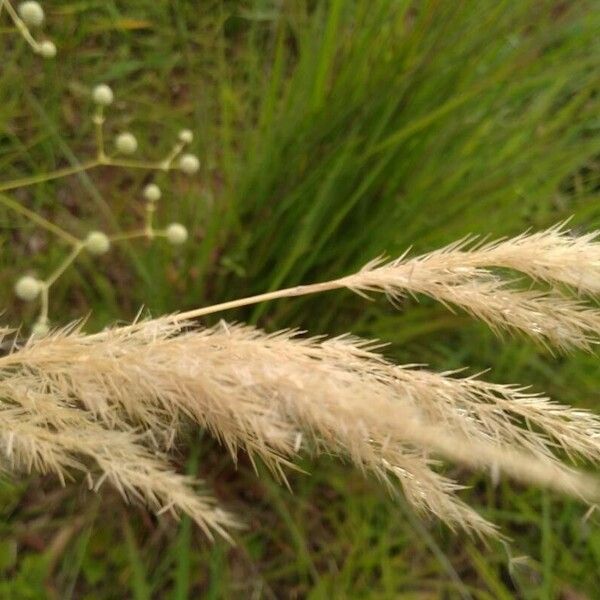 Achnatherum calamagrostis Blüte