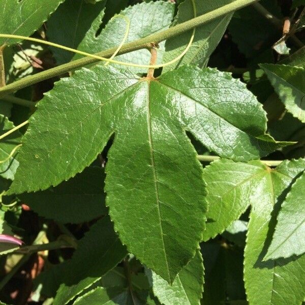 Passiflora tripartita Leaf