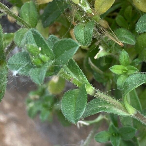 Cerastium semidecandrum पत्ता