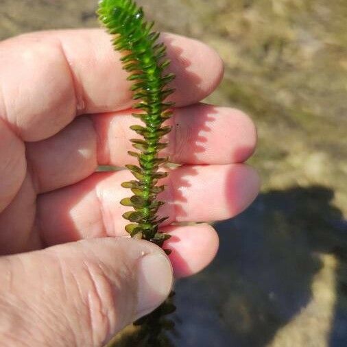 Elodea canadensis Staniste