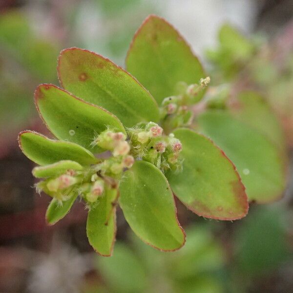 Euphorbia prostrata Lehti