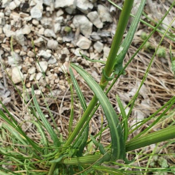 Rumex intermedius Лист