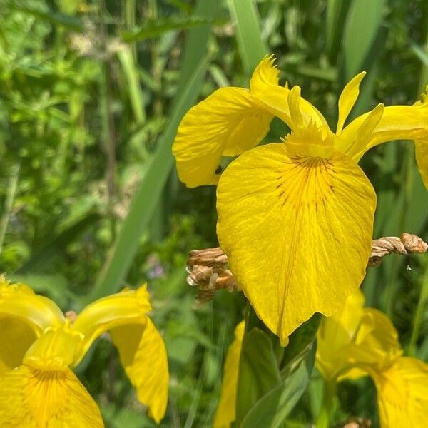 Iris pseudacorus Õis