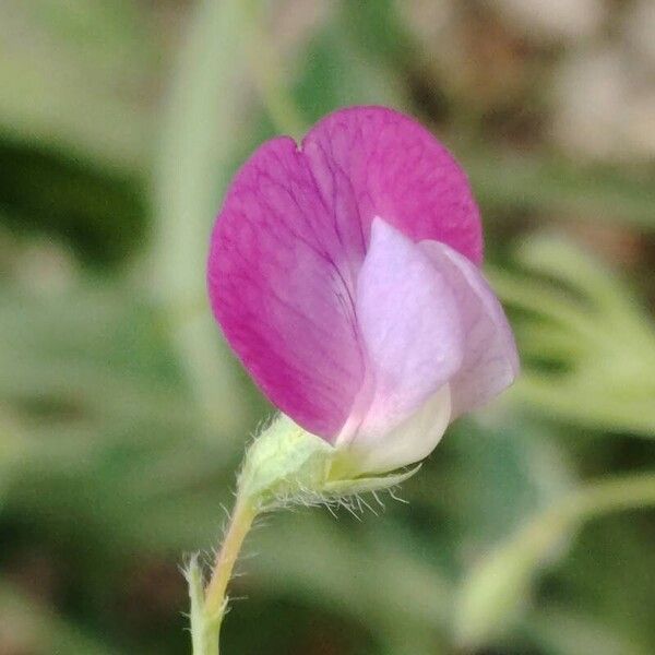 Lathyrus hirsutus Cvet