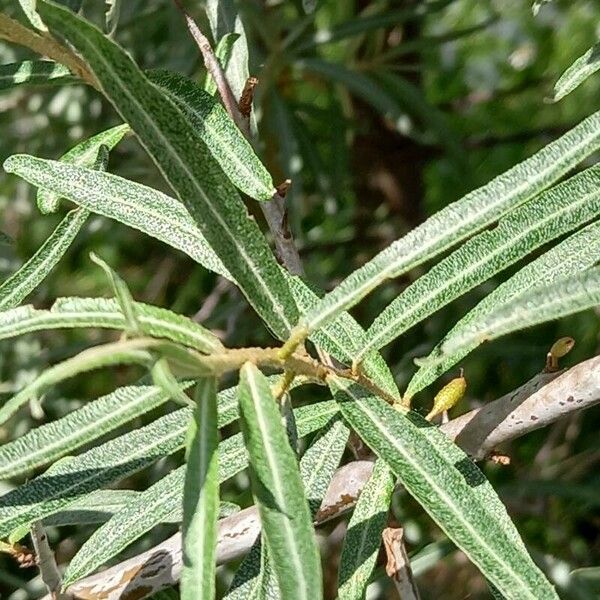 Hippophae rhamnoides Liść