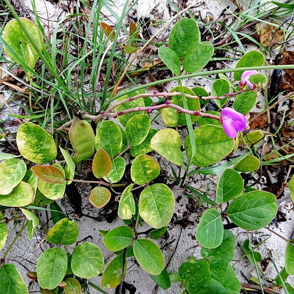 Canavalia rosea पत्ता