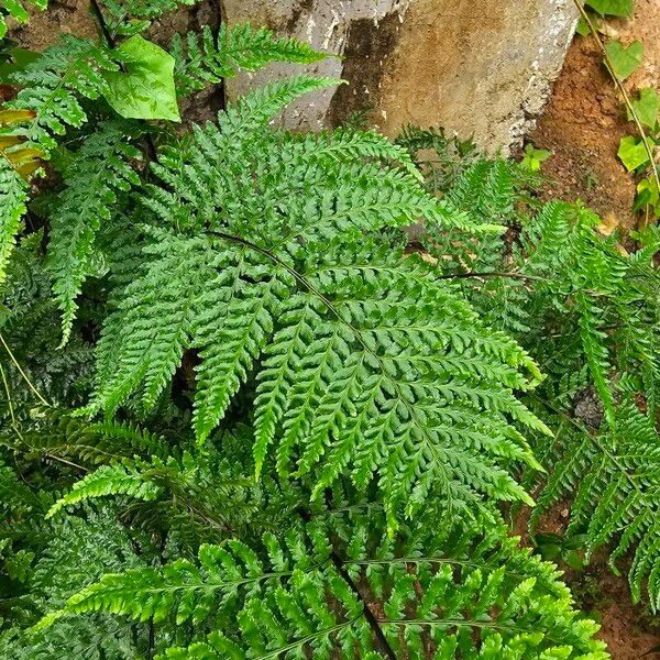 Pityrogramma calomelanos Blatt