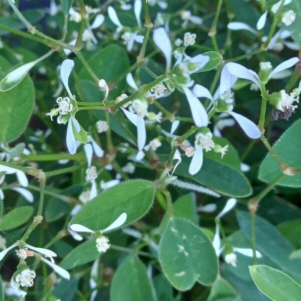 Euphorbia hypericifolia Habit