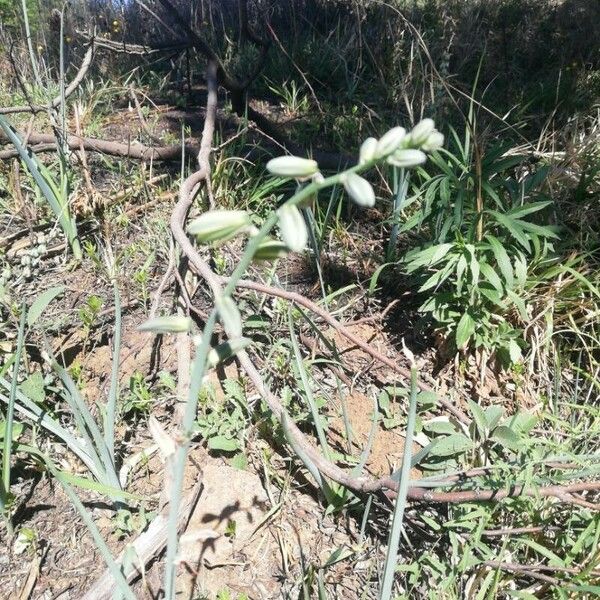 Albuca abyssinica Fruit