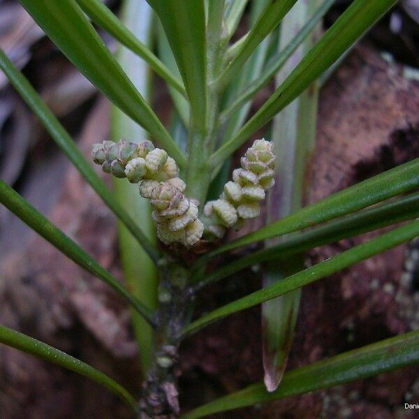 Austrotaxus spicata Blomma