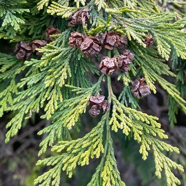 Chamaecyparis lawsoniana Gyümölcs