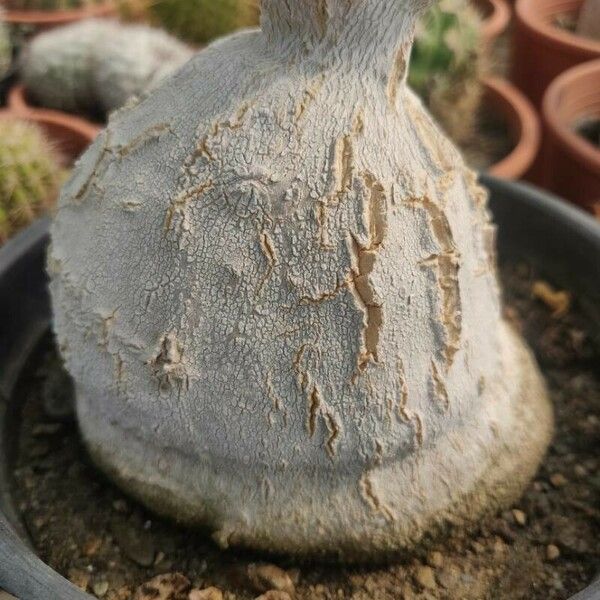 Pyrenacantha malvifolia Kôra